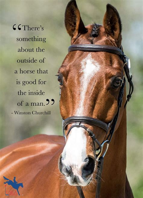 inspirational horse quotes|cute horse quotes and sayings.